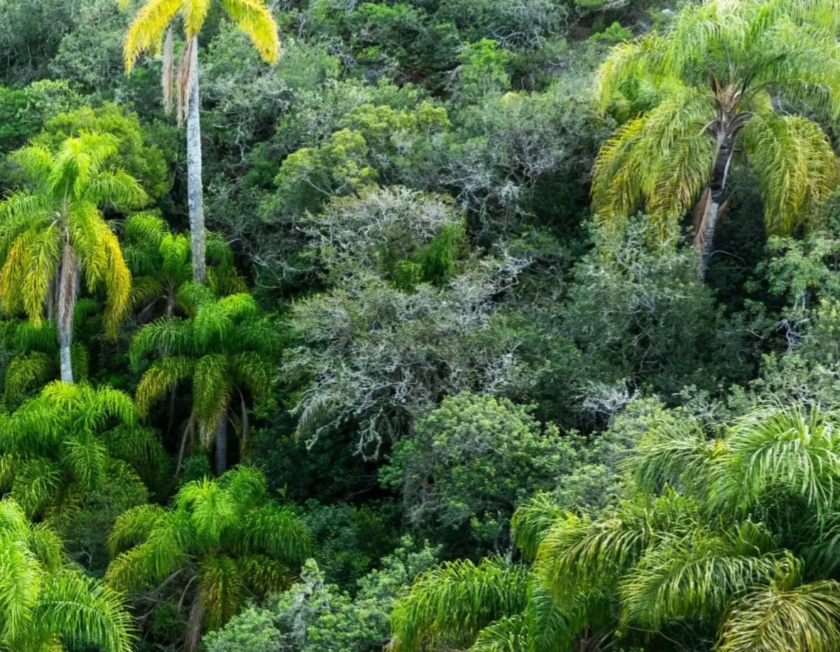 Bosque nativo en Uruguay, fotografía de Origen